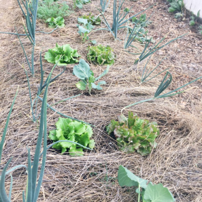 Paillage au jardin