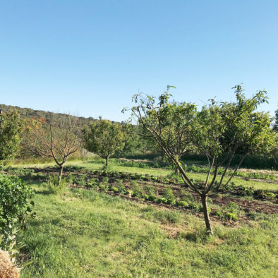 L'ancien potager