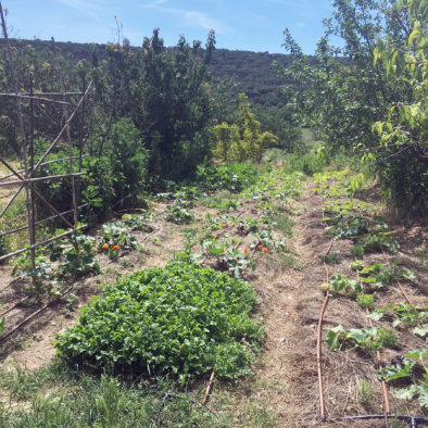 Planches du potager