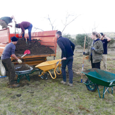 Sauvetage des amandiers