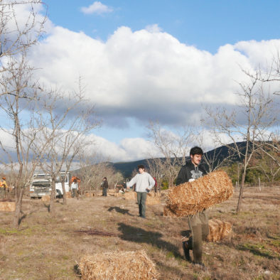 Sauvetage des amandiers