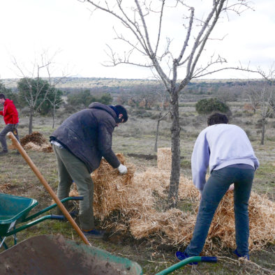 Sauvetage des amandiers