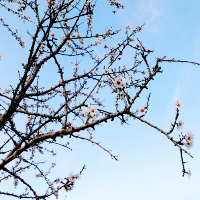 Amandiers en fleurs