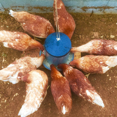 Les Poules