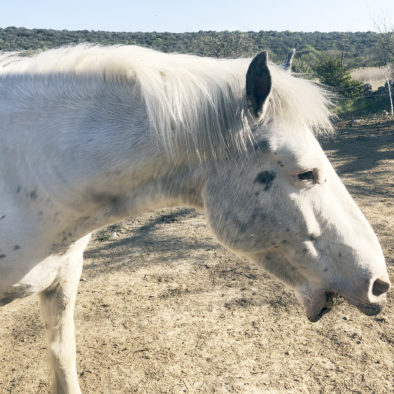 Chevaux