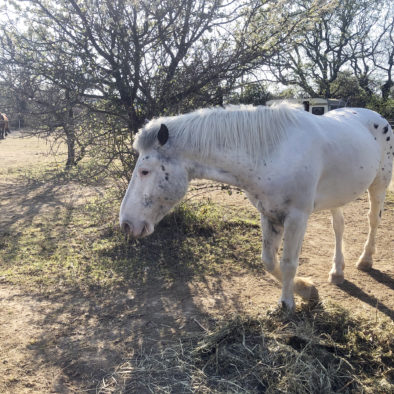 Chevaux